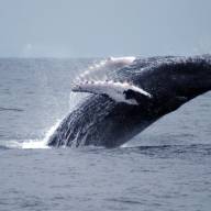 Baleias Jubarte (Megáptera novaeangliae)
